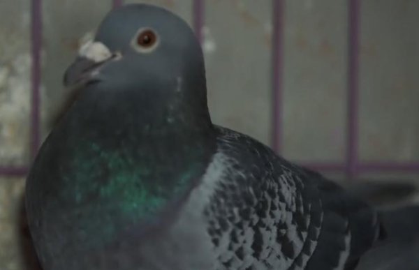 开yun体育网却发现一些鸽子的后代在国内比赛中屡屡失利-开云「中国集团」Kaiyun·官方网站-登录入口