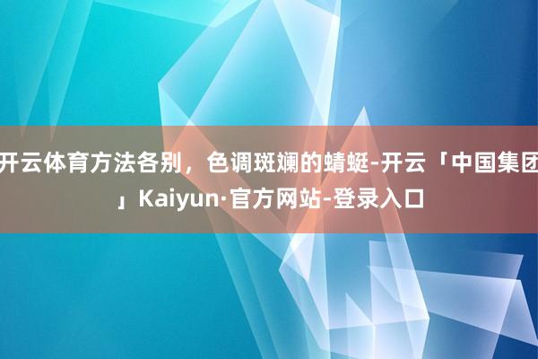 开云体育方法各别，色调斑斓的蜻蜓-开云「中国集团」Kaiyun·官方网站-登录入口